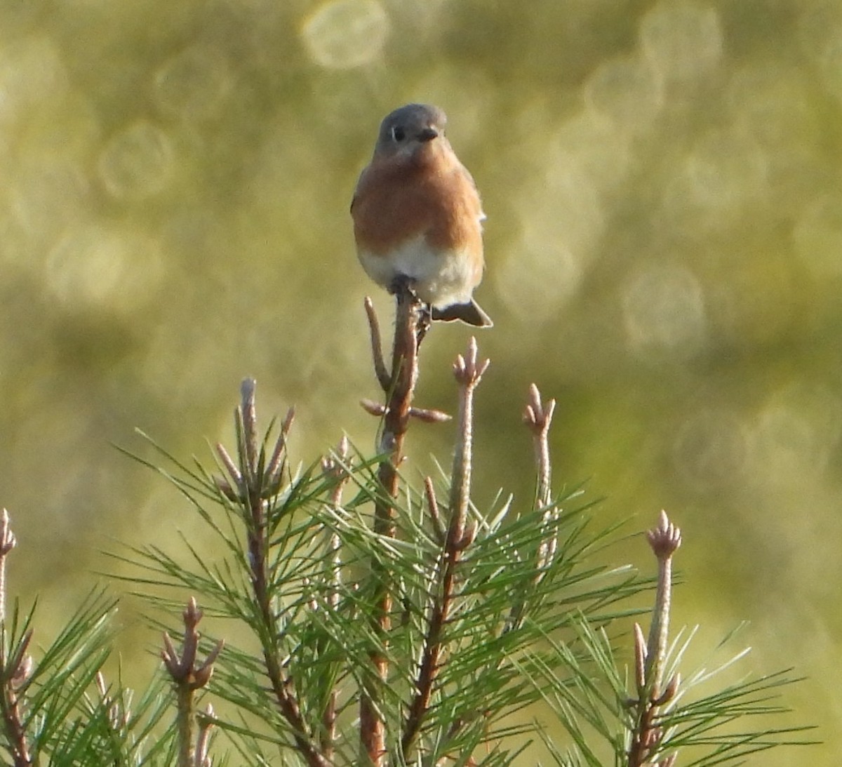 ルリツグミ - ML646668585