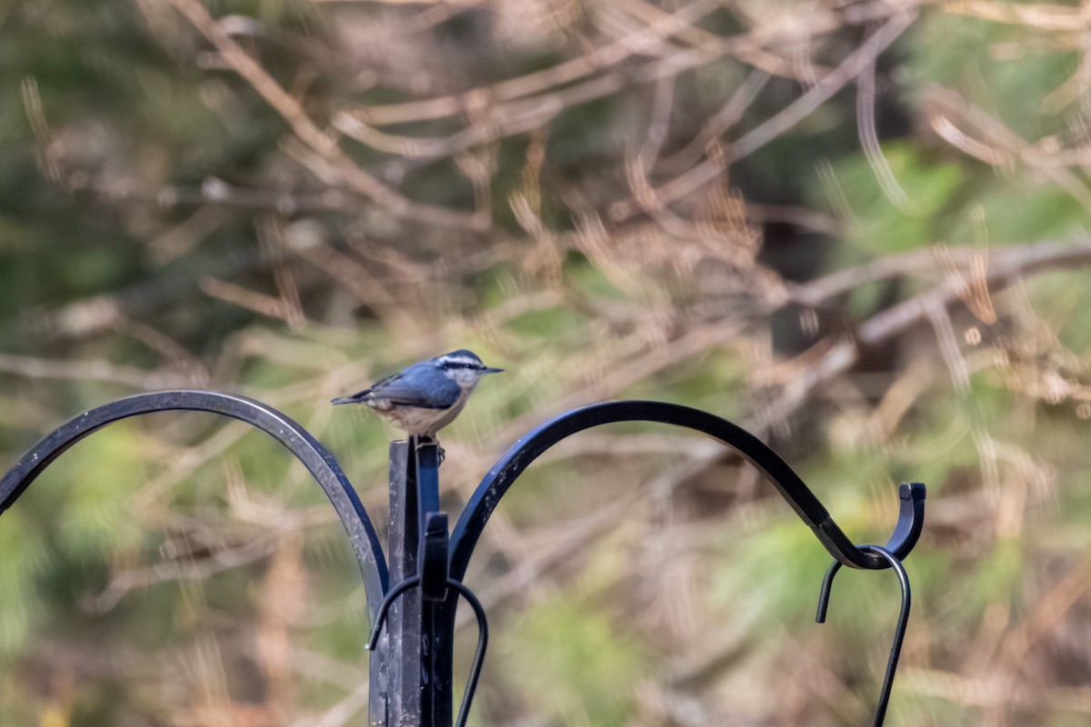 Red-breasted Nuthatch - ML646668587