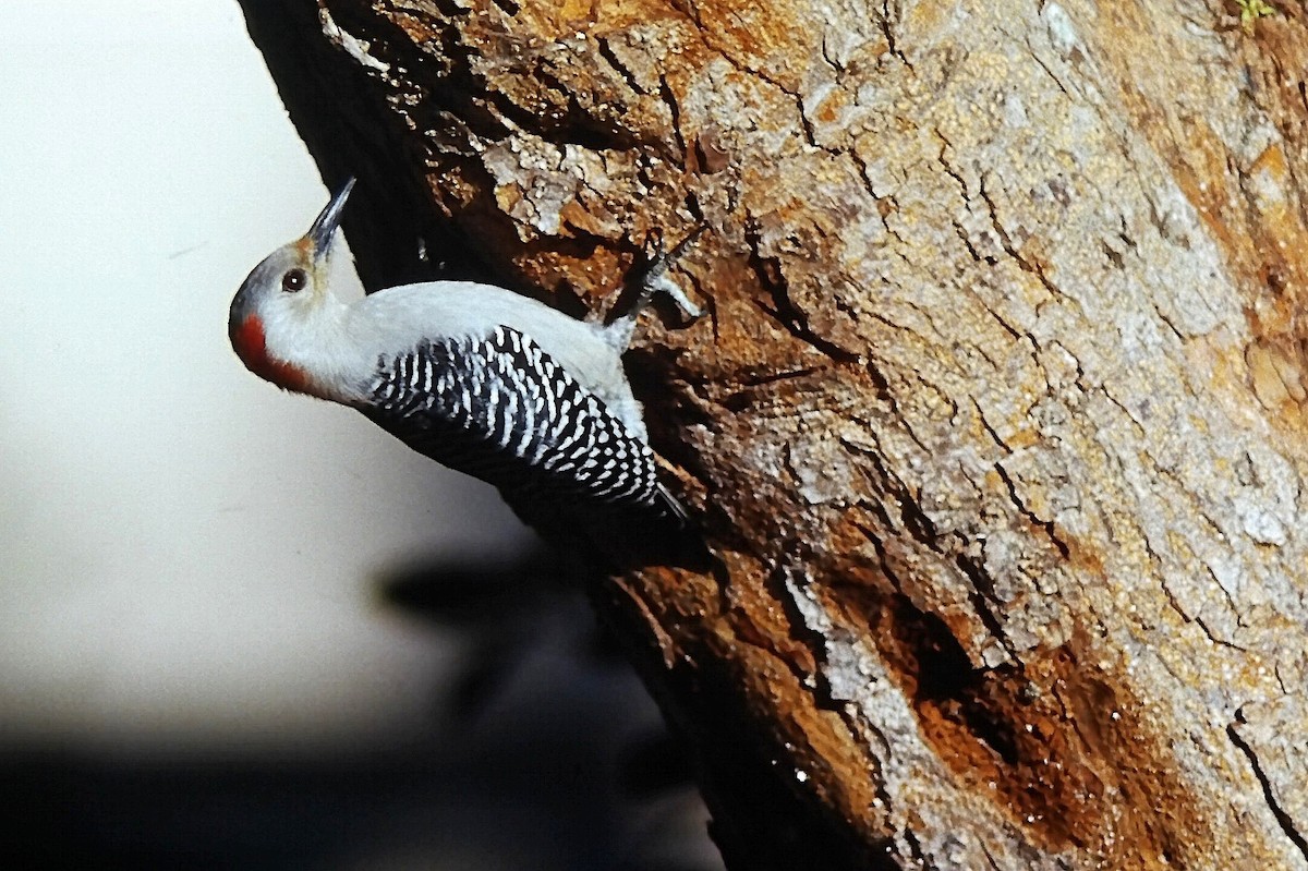 Red-bellied Woodpecker - ML646668588