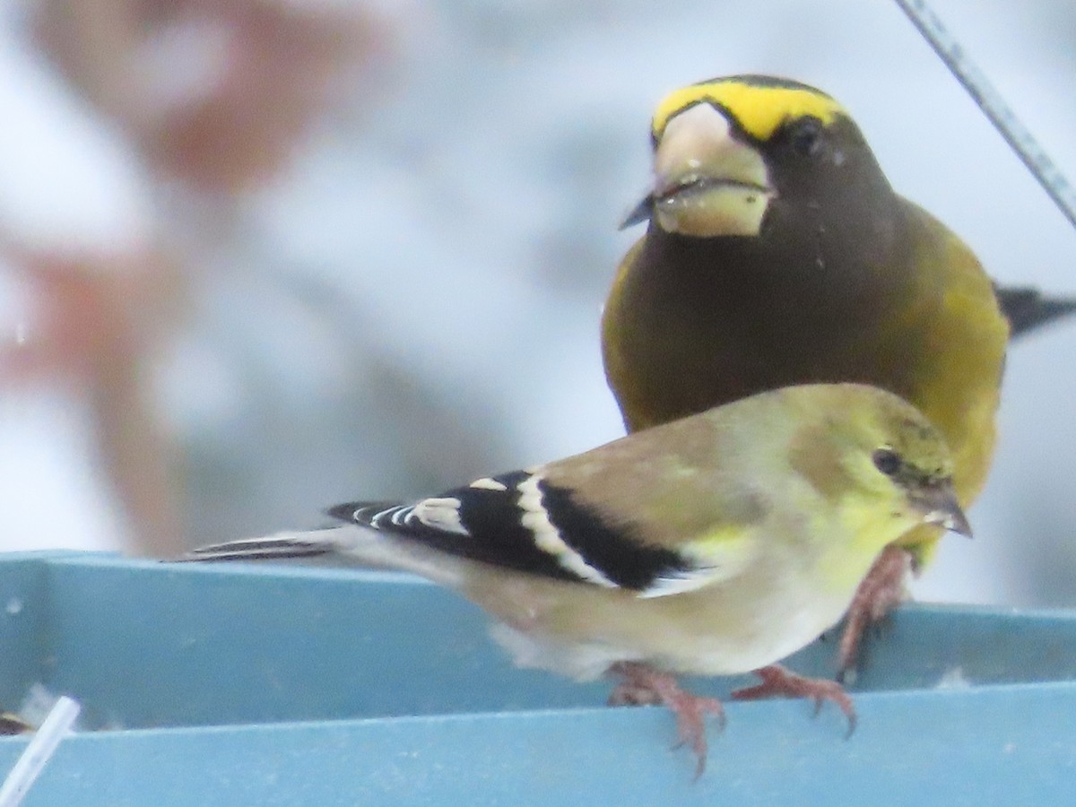 Altın İskete - ML646668589