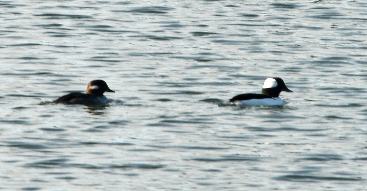 Bufflehead - ML646668591
