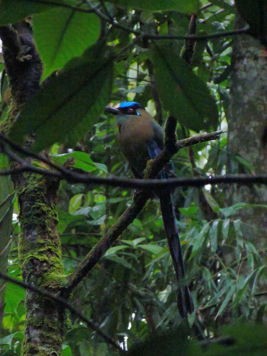 Andean Motmot - ML646668592
