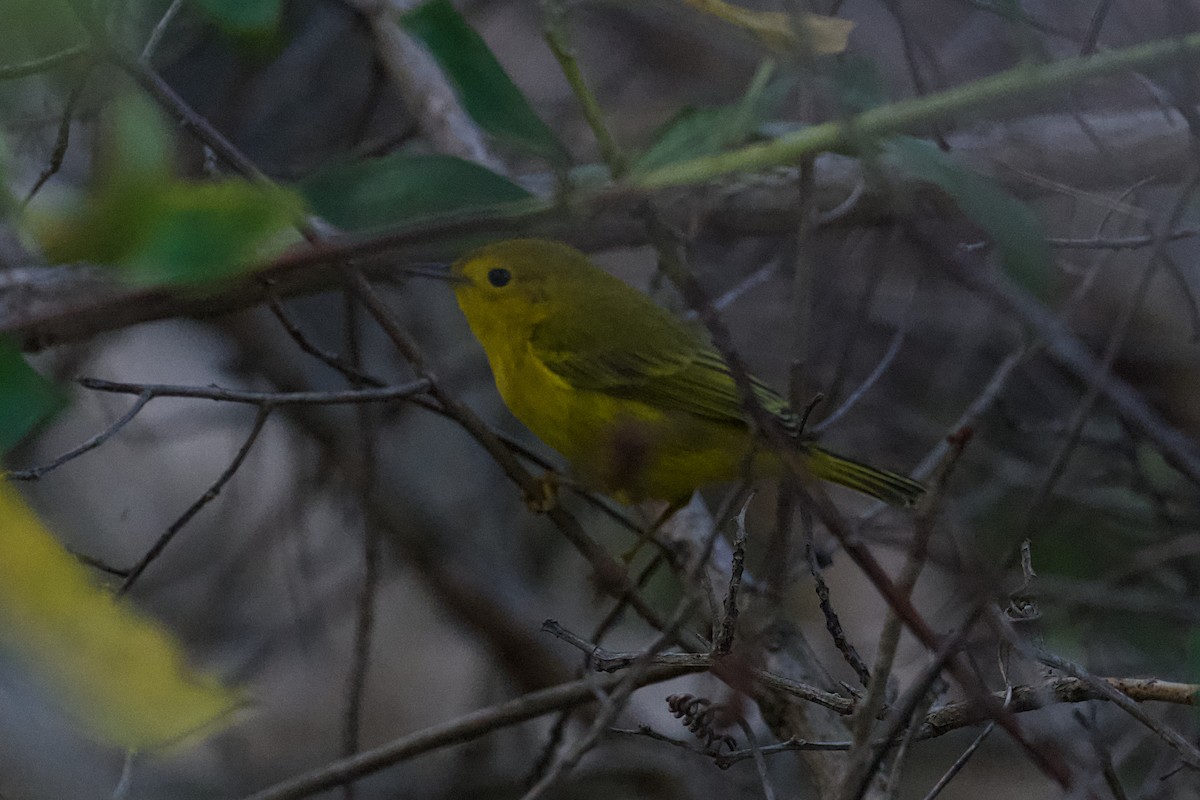 Northern Yellow Warbler - ML646668593
