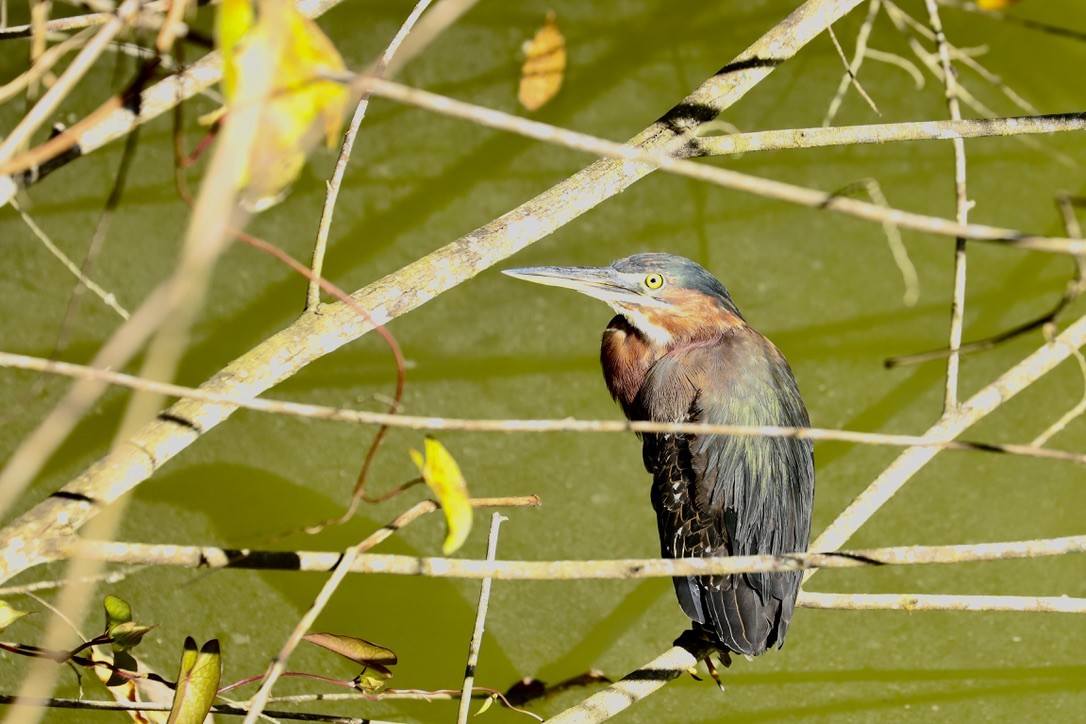 アメリカササゴイ - ML646668594