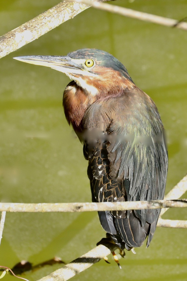 アメリカササゴイ - ML646668595