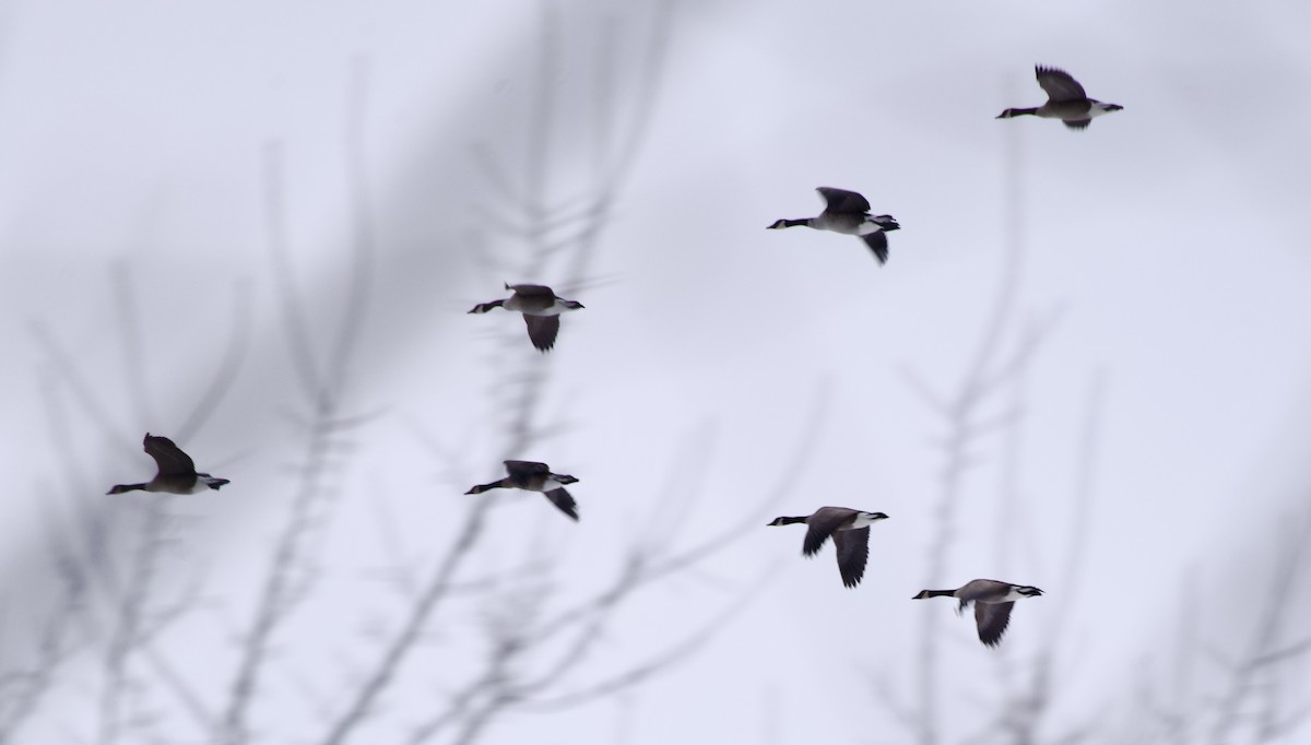 Oca canadese maggiore - ML646668596