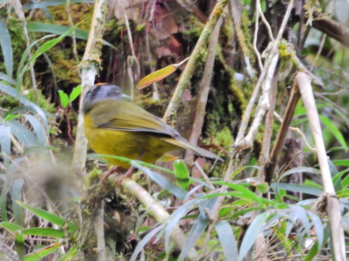 Russet-crowned Warbler - ML646668599