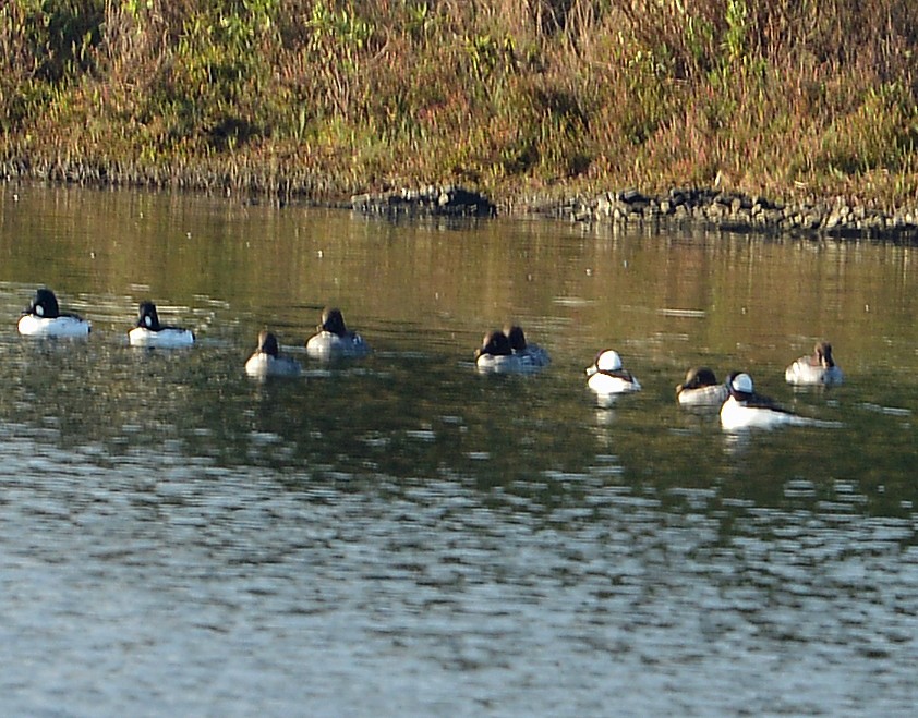 Common Goldeneye - ML646668600