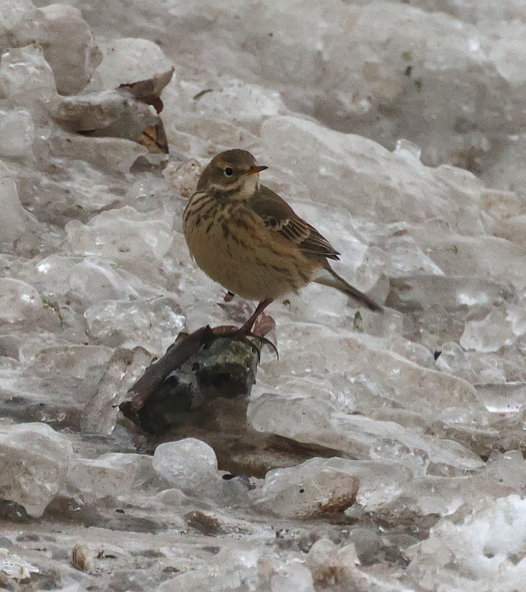 Bisbita Norteamericano - ML646668602