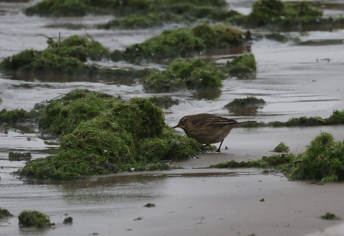 Bisbita Norteamericano - ML646668603