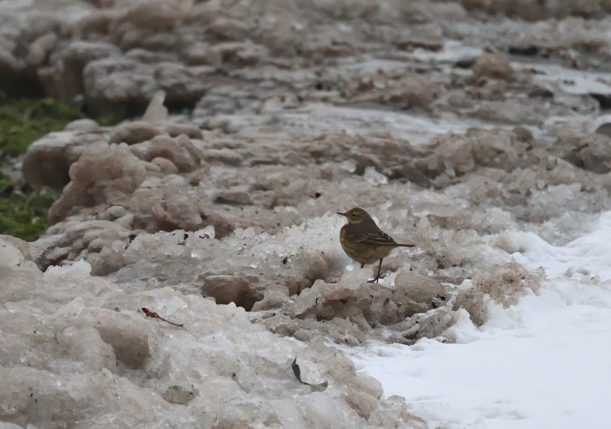 Bisbita Norteamericano - ML646668604