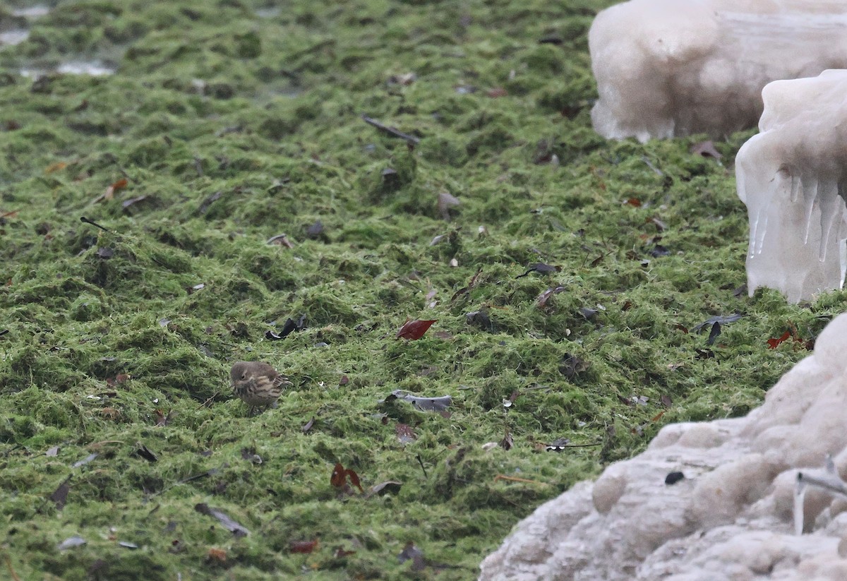 Bisbita Norteamericano - ML646668605