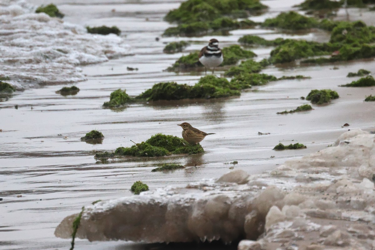 Bisbita Norteamericano - ML646668606