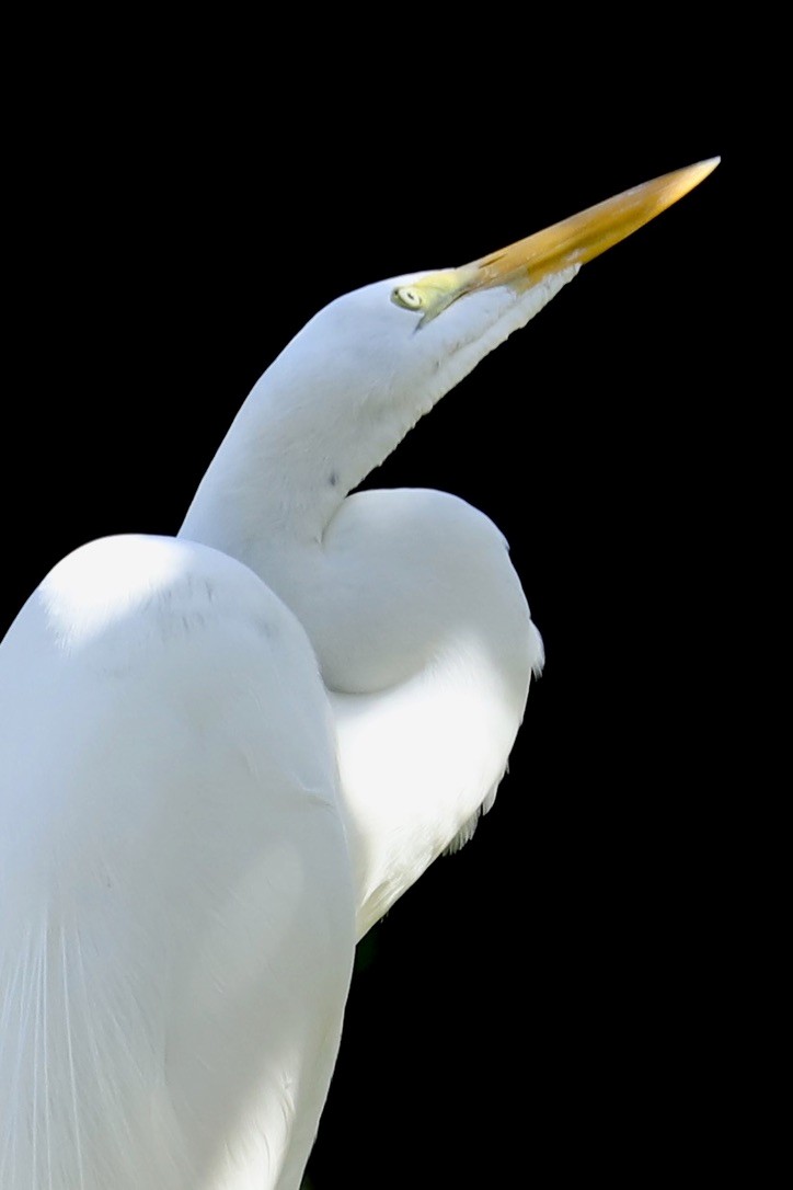 ダイサギ - ML646668607