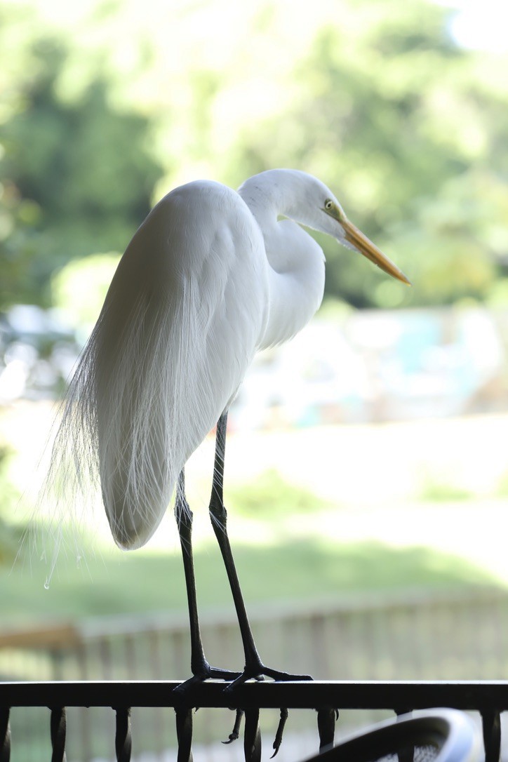 ダイサギ - ML646668608