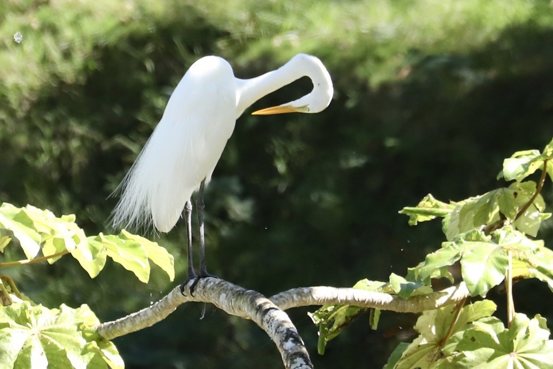 ダイサギ - ML646668609