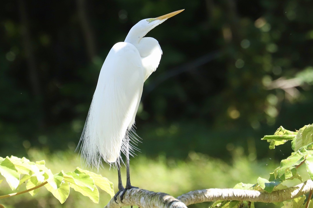 ダイサギ - ML646668610