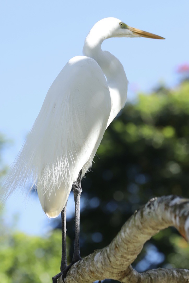 ダイサギ - ML646668611