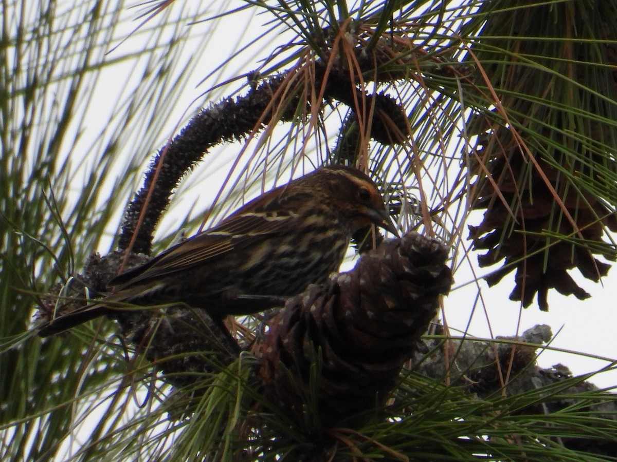 Red-winged Blackbird - ML646668612