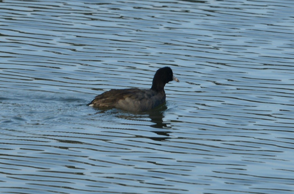American Coot - ML646668615