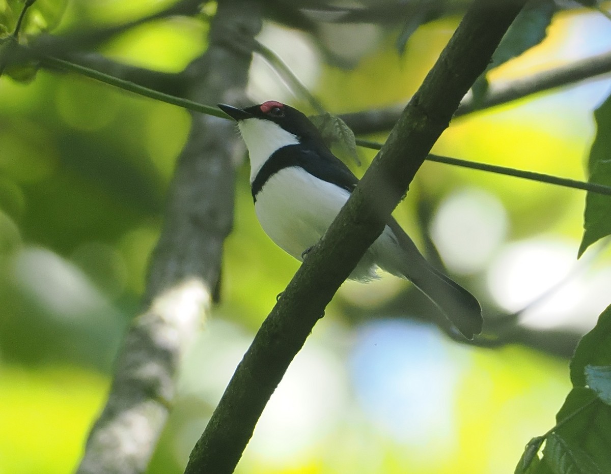 Black-throated Wattle-eye - ML646668616