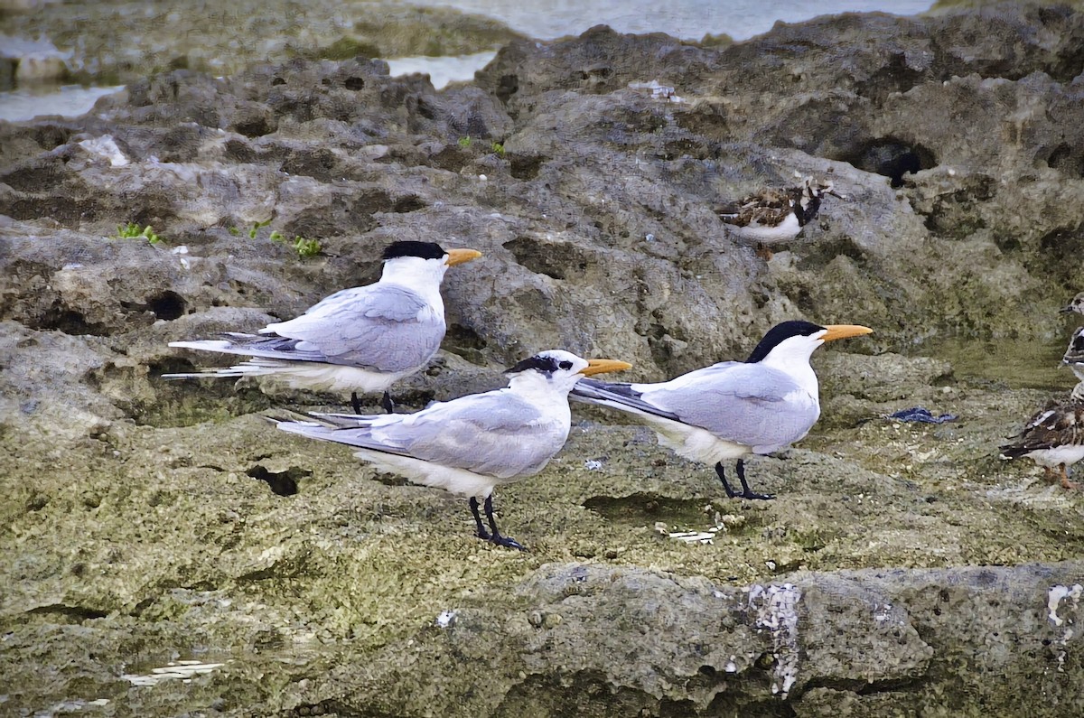Royal Tern - ML646668617