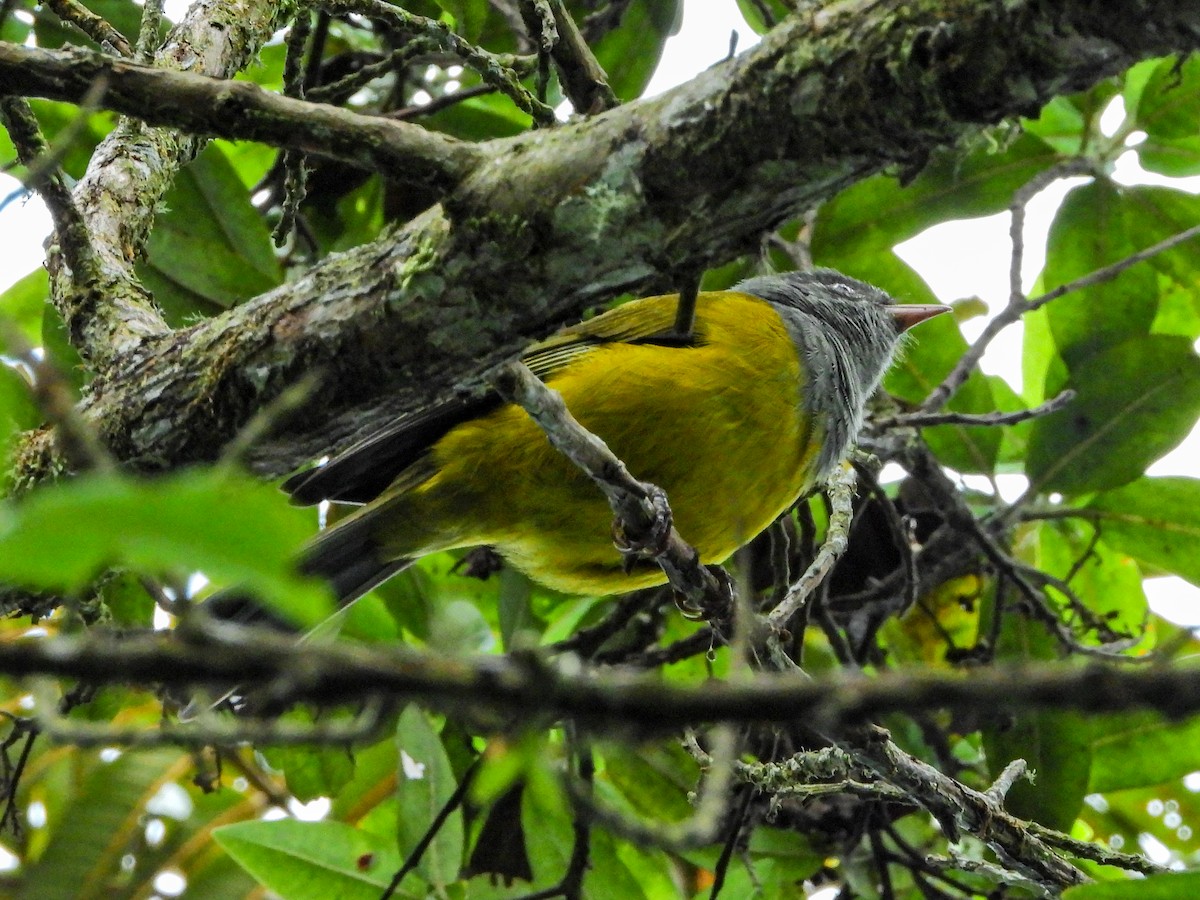 Pink-billed Cnemoscopus - ML646668618