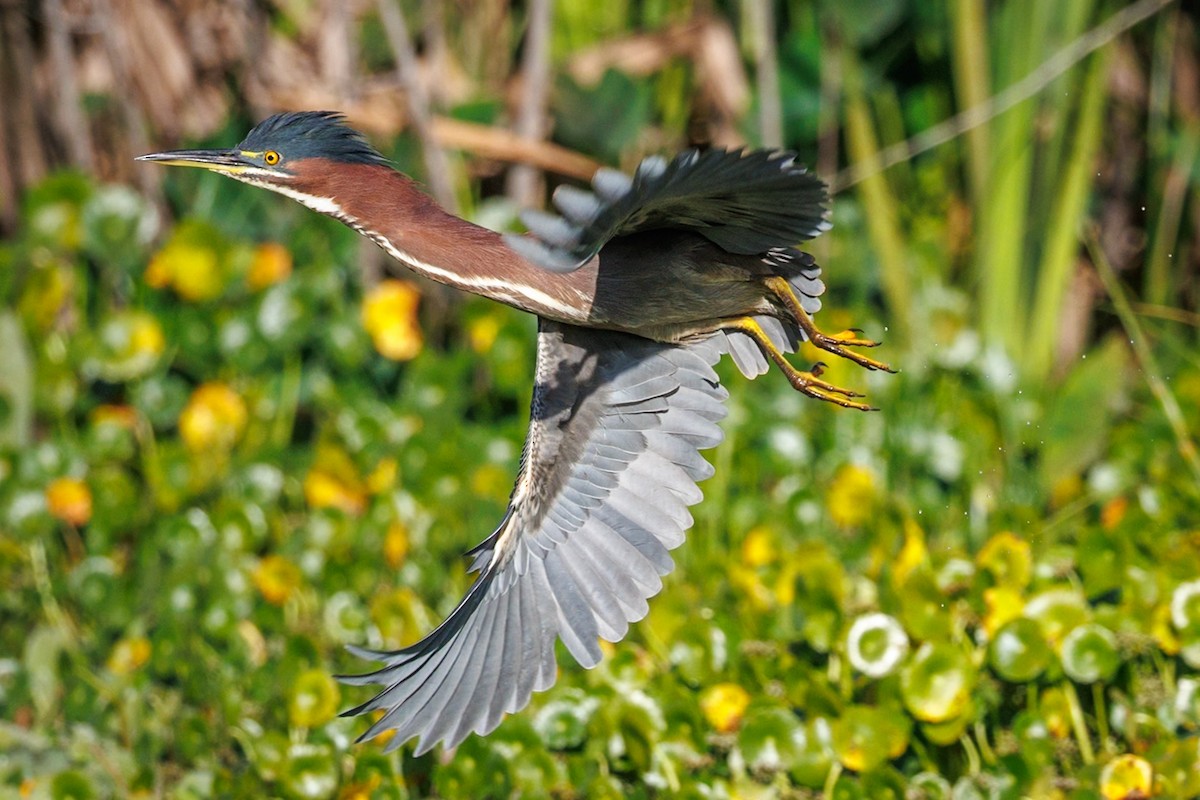 Green Heron - ML646668620