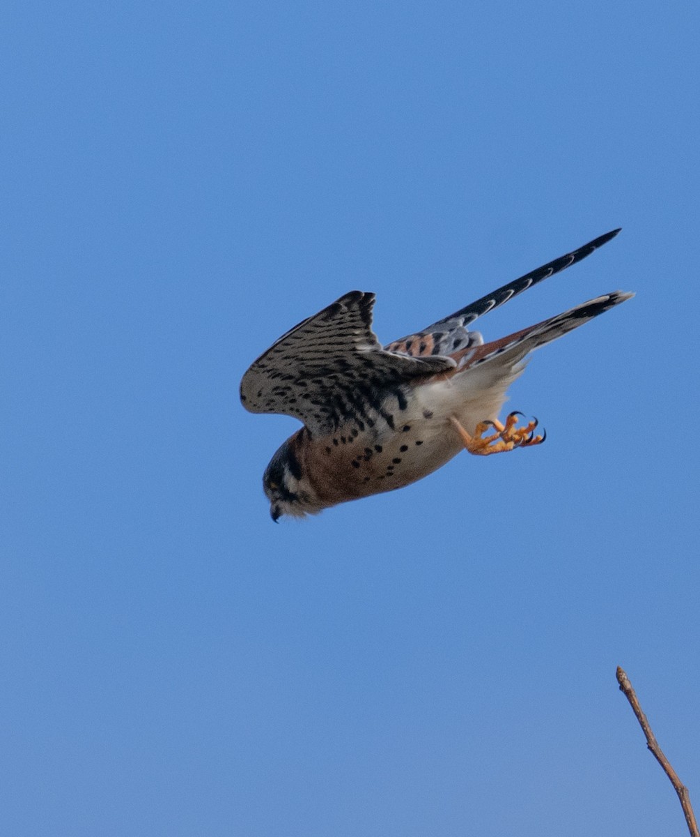 American Kestrel - ML646668621