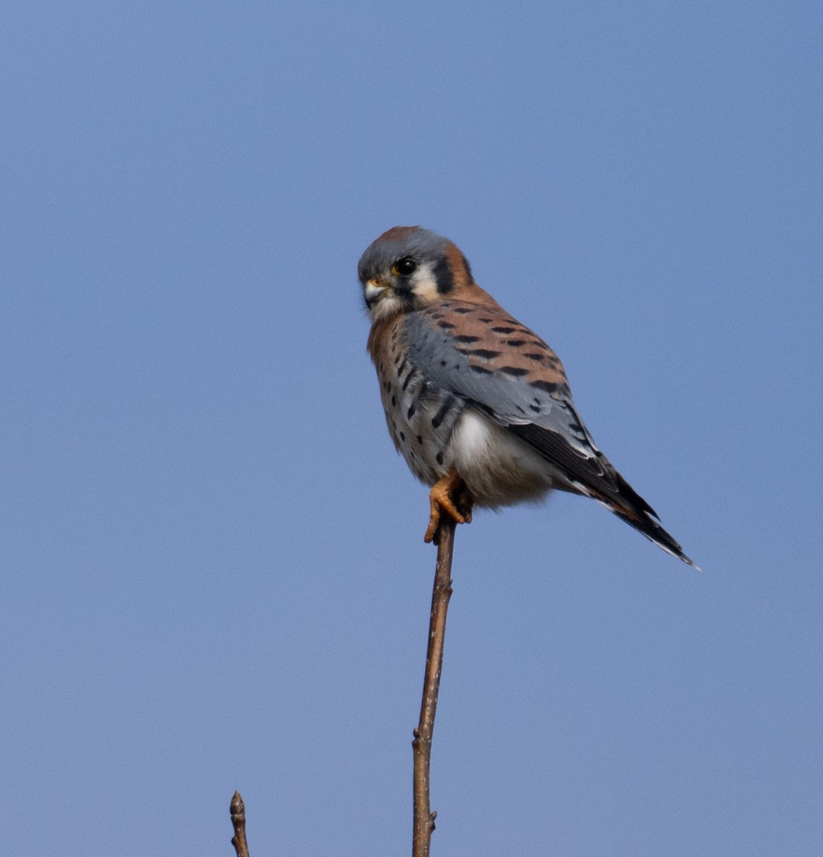 American Kestrel - ML646668622