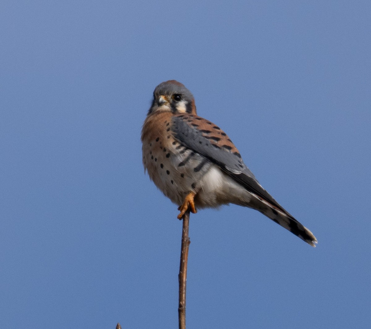 American Kestrel - ML646668623