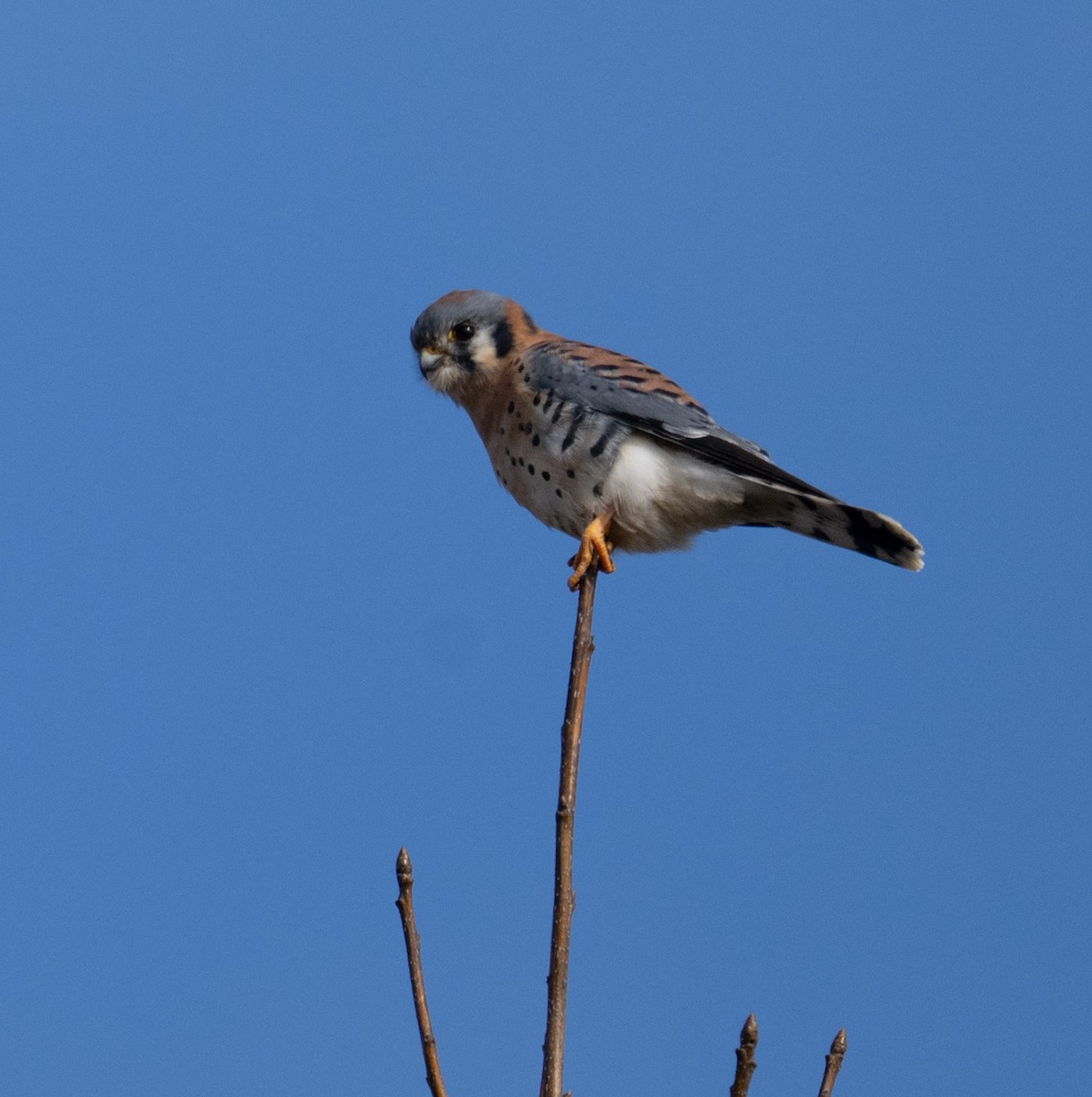 American Kestrel - ML646668624