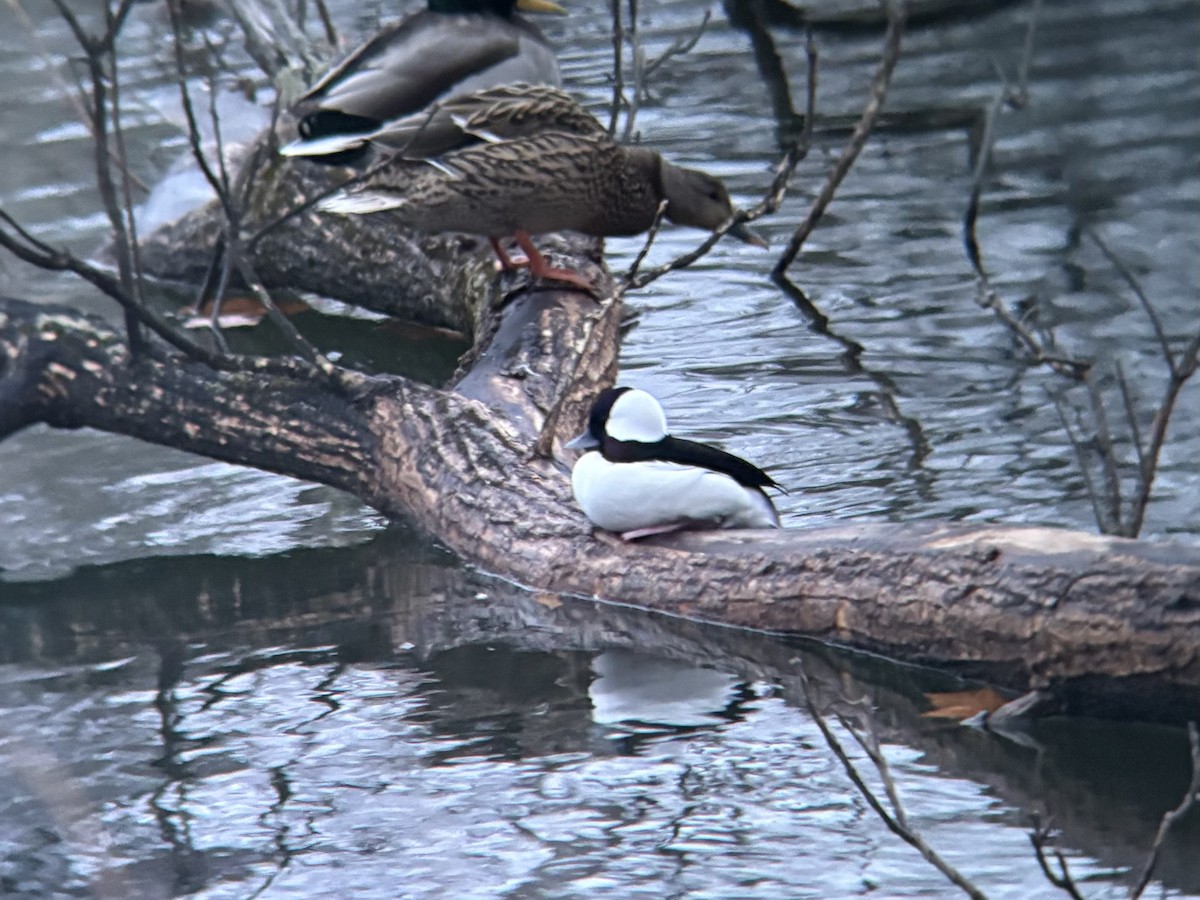 Bufflehead - ML646668626