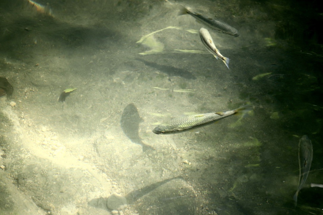 Mountain Mullet - ML646668627