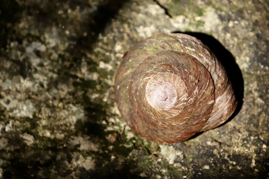 Puerto Rican Tree Snail - ML646668628