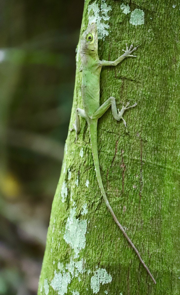 Cuvier's Anole - ML646668629