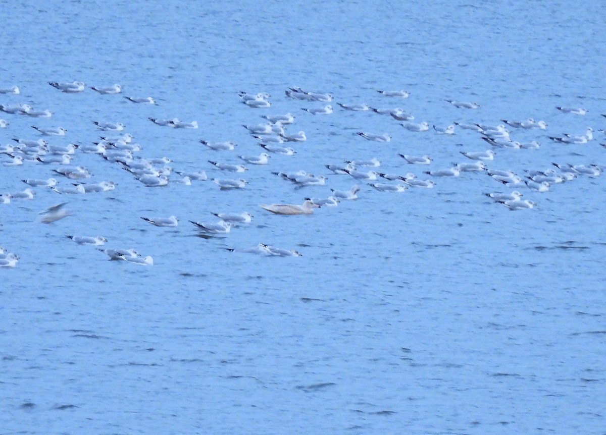Glaucous Gull - ML646668630