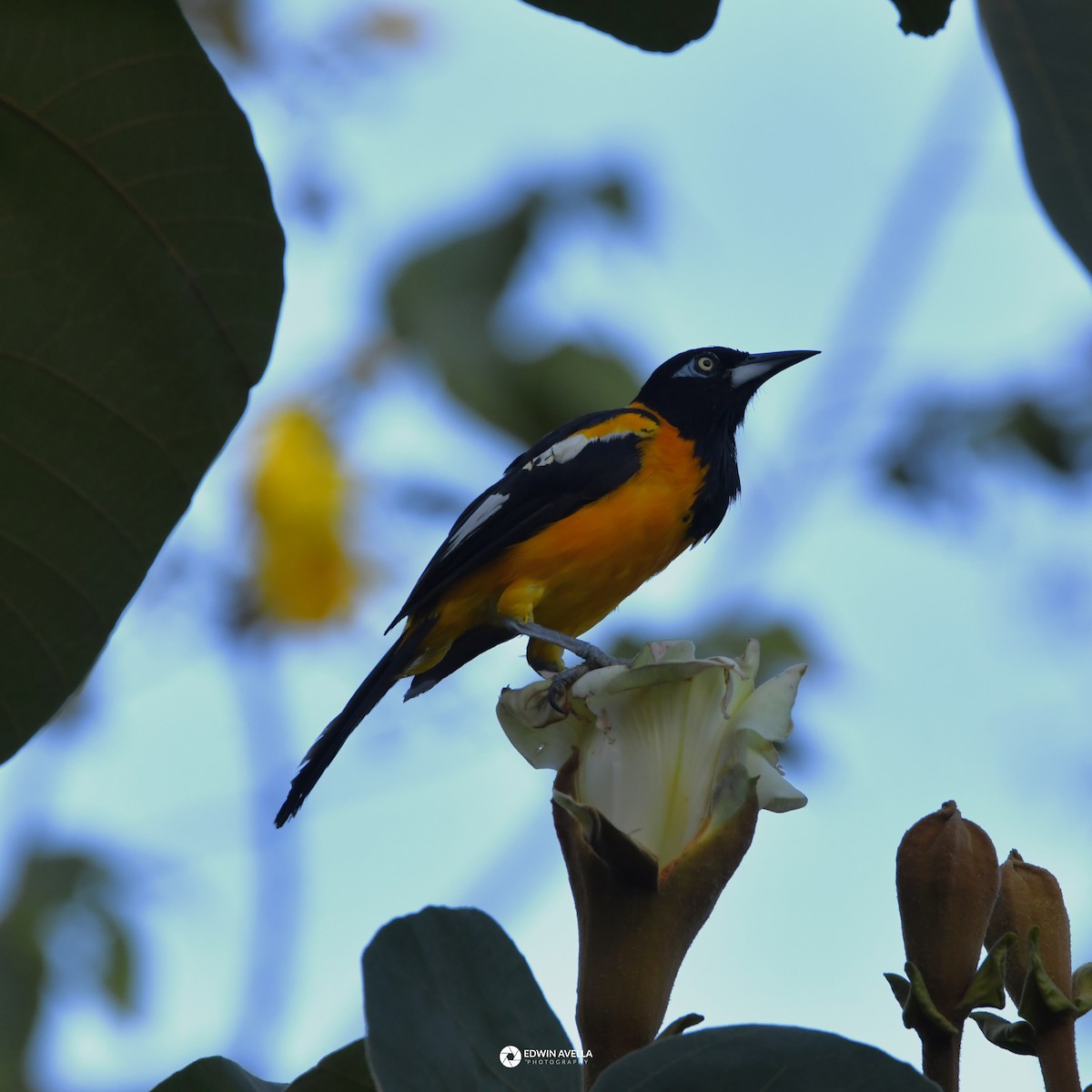 Venezuelan Troupial - ML646668631