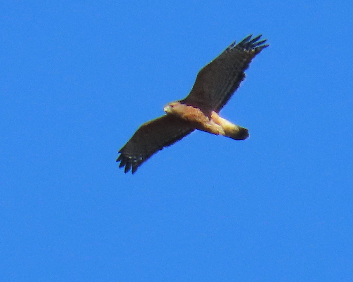 Rotschulterbussard - ML646668633