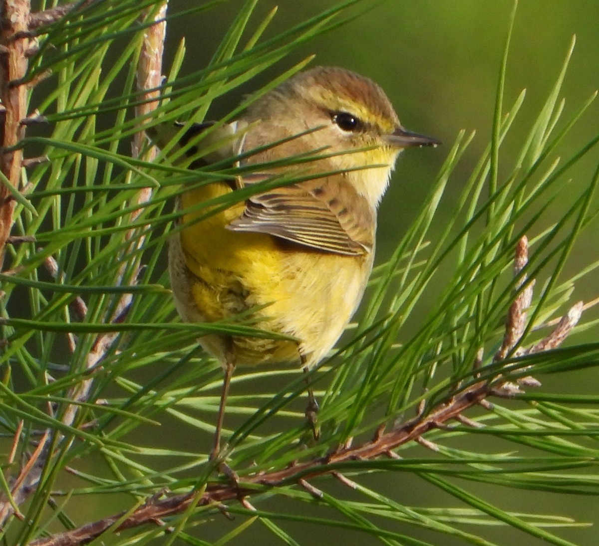 ヤシアメリカムシクイ（hypochrysea） - ML646668637