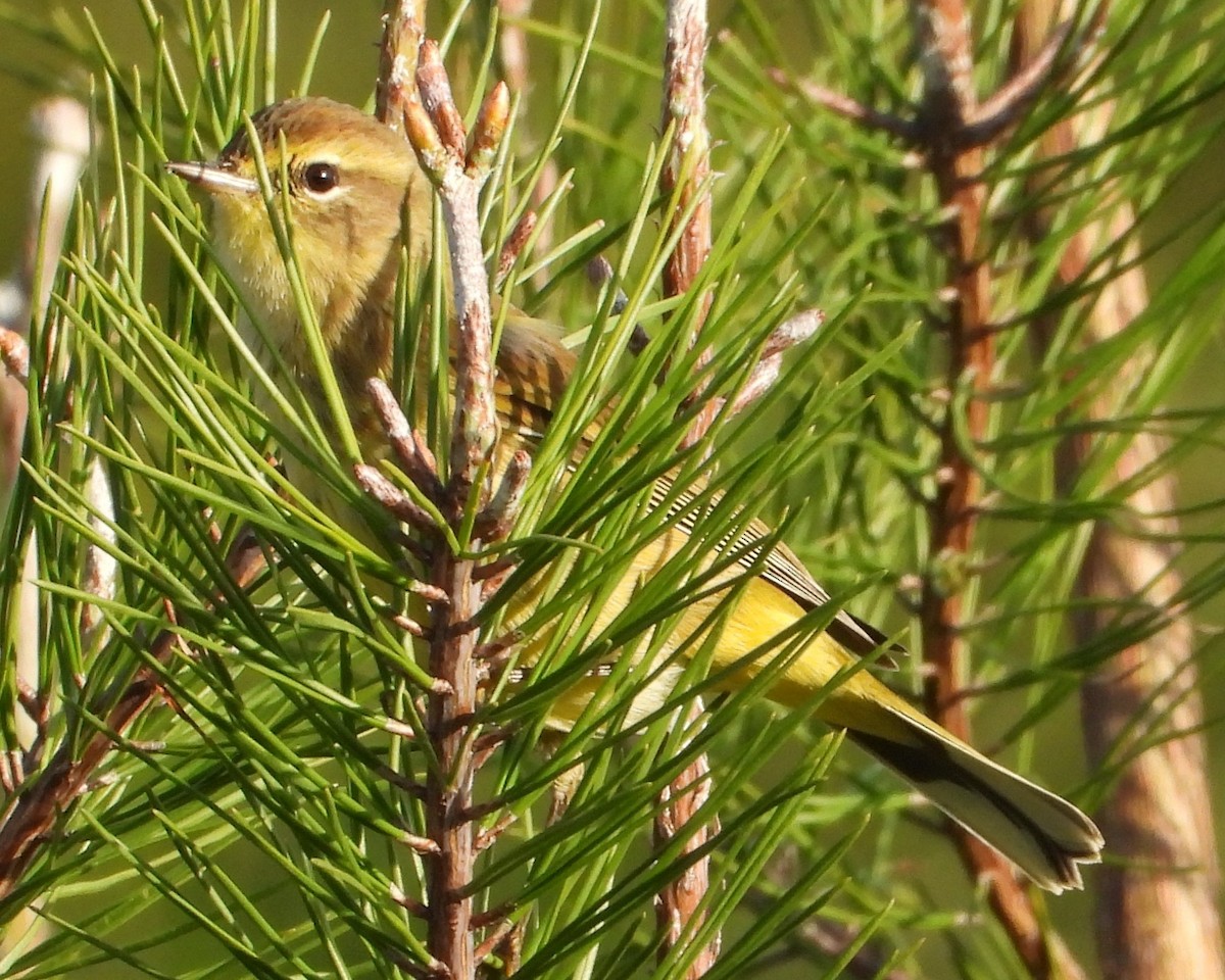 ヤシアメリカムシクイ（hypochrysea） - ML646668638