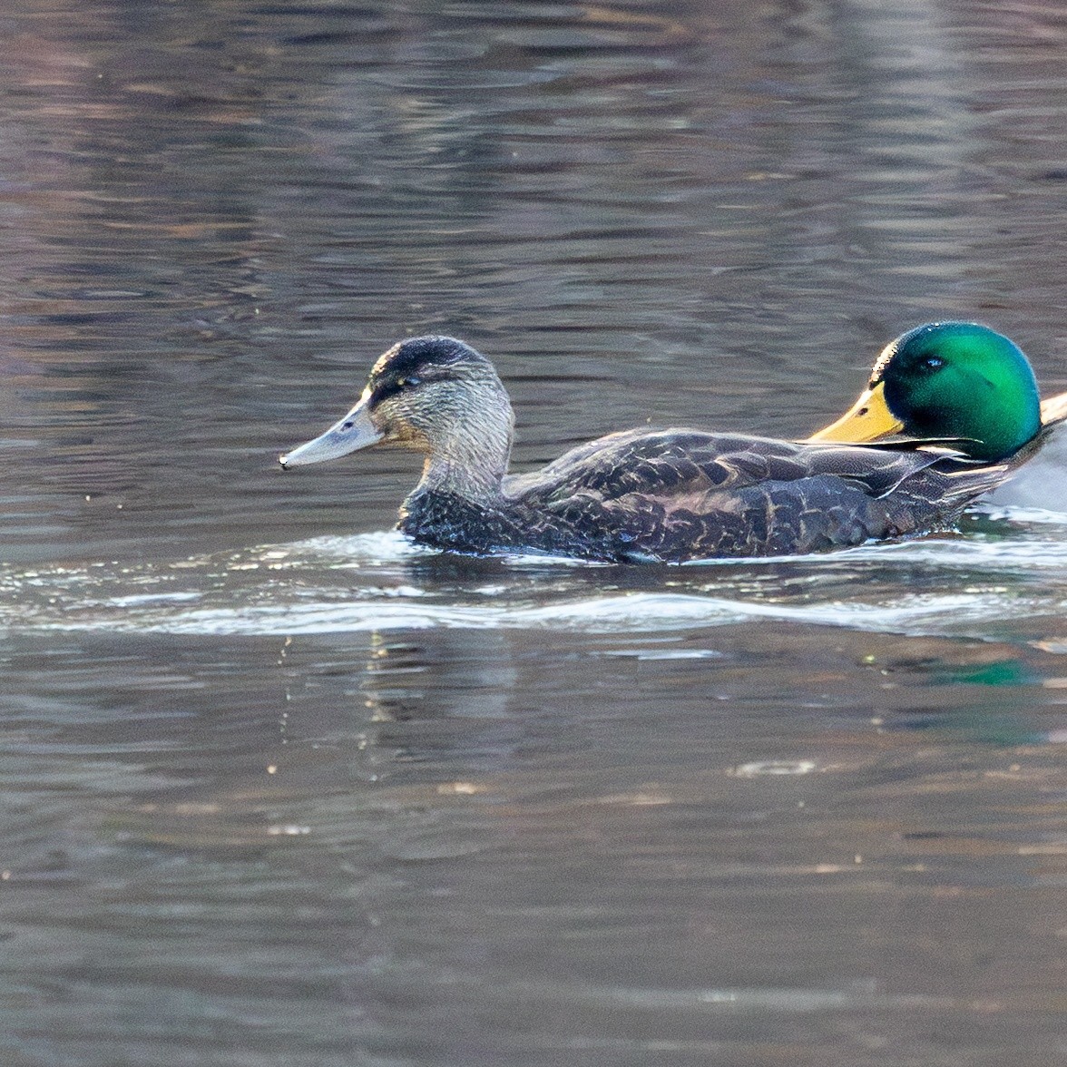 アメリカガモ - ML646668639