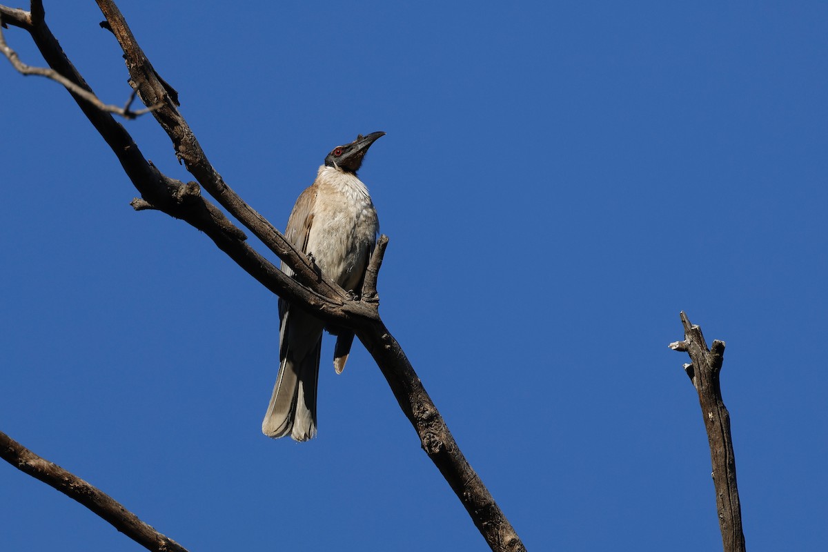 Noisy Friarbird - ML646668640