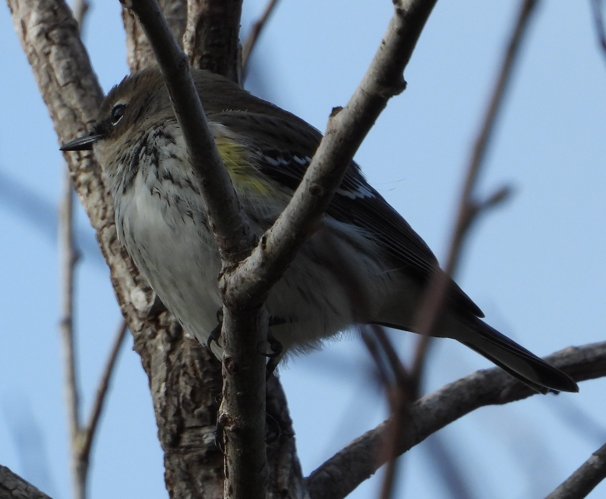 キヅタアメリカムシクイ - ML646668641