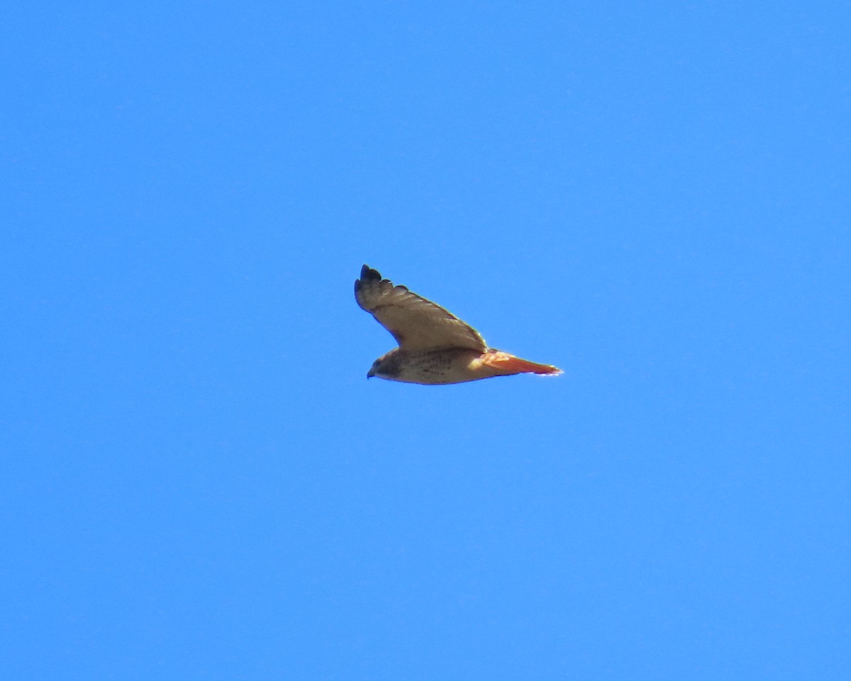 Rotschwanzbussard - ML646668645