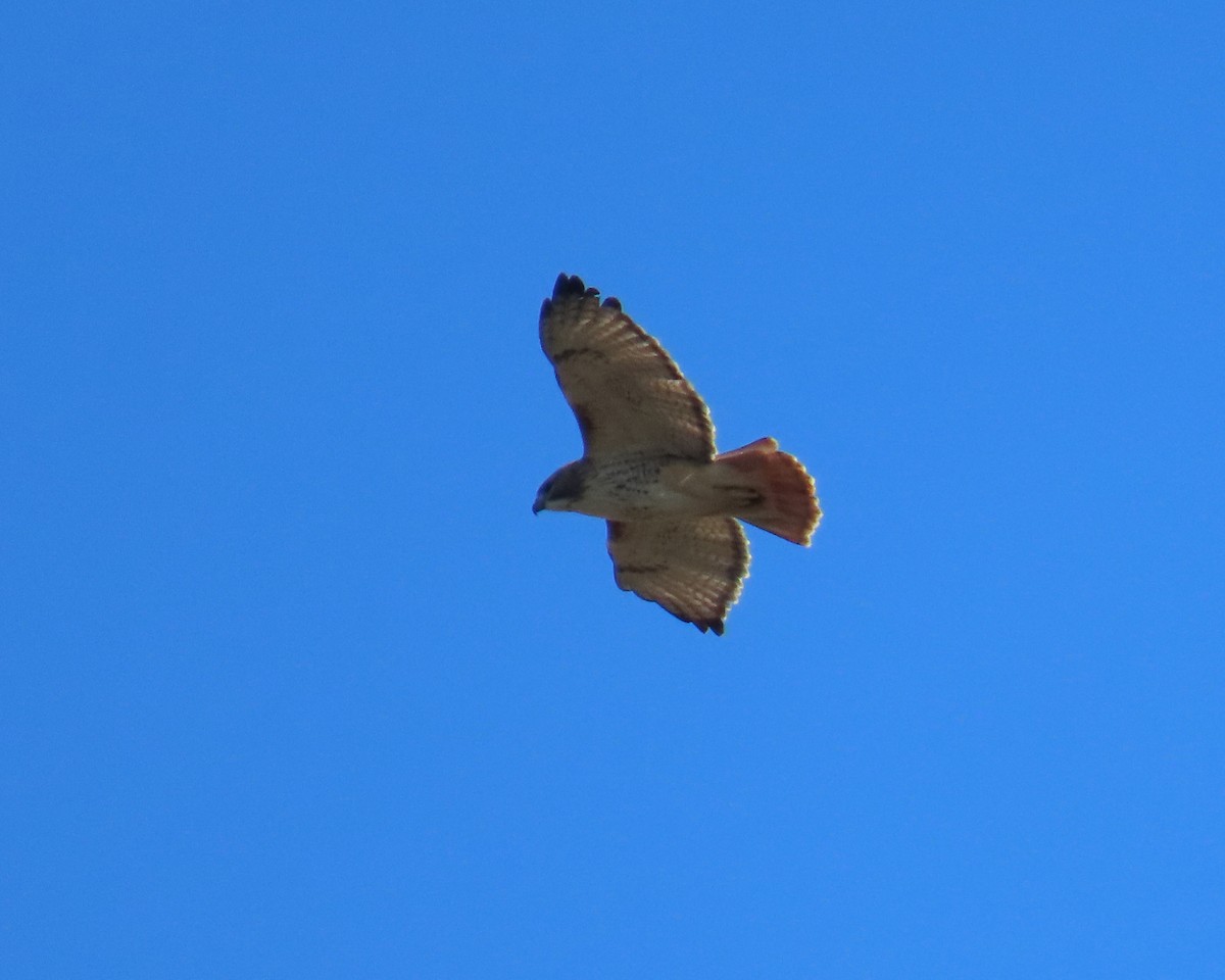 Rotschwanzbussard - ML646668648