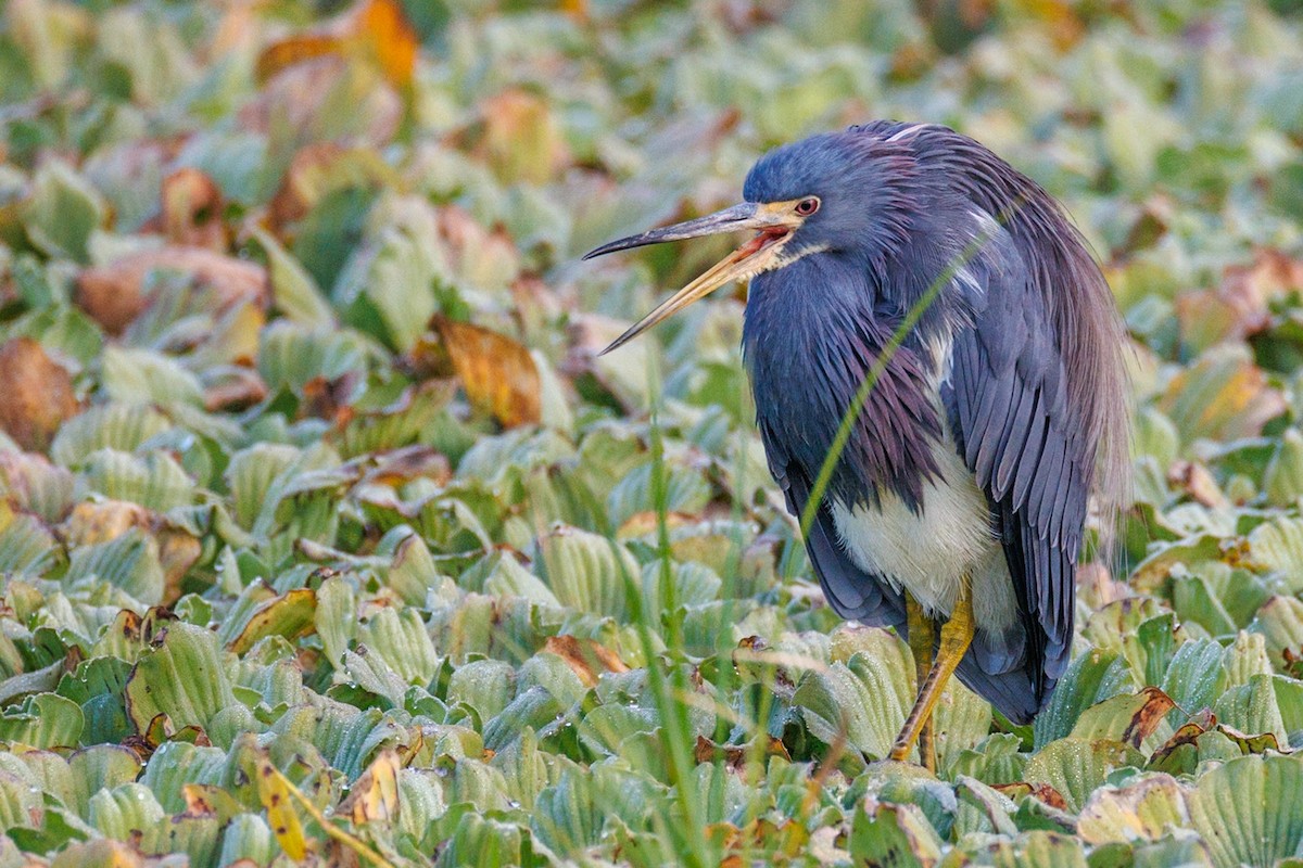 Tricolored Heron - ML646668650