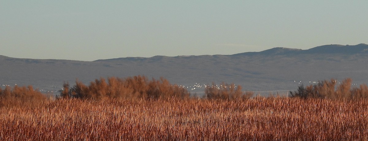 husa sněžní - ML646668651