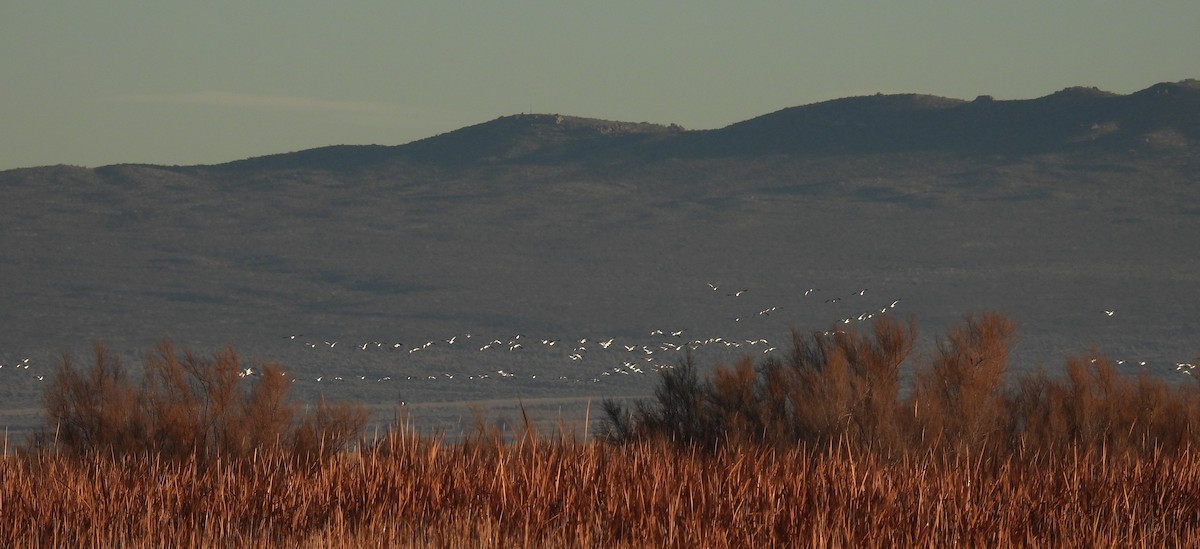 husa sněžní - ML646668653