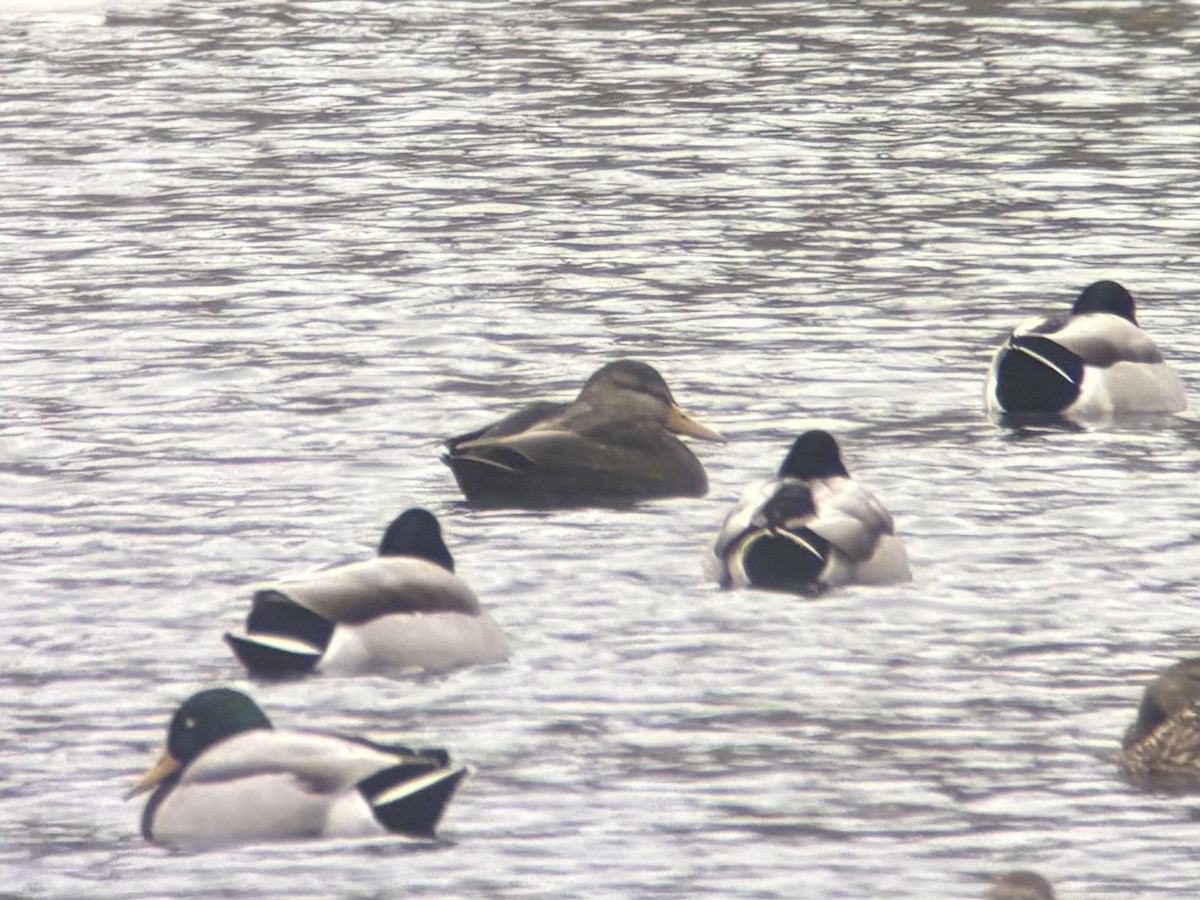 American Black Duck - ML646668654